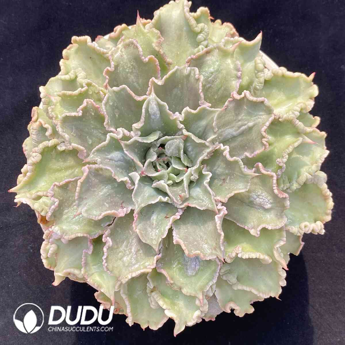 e201-911.jpg Echeveria Madiba - Image 1