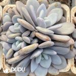 Echeveria Lala Milk Clustering