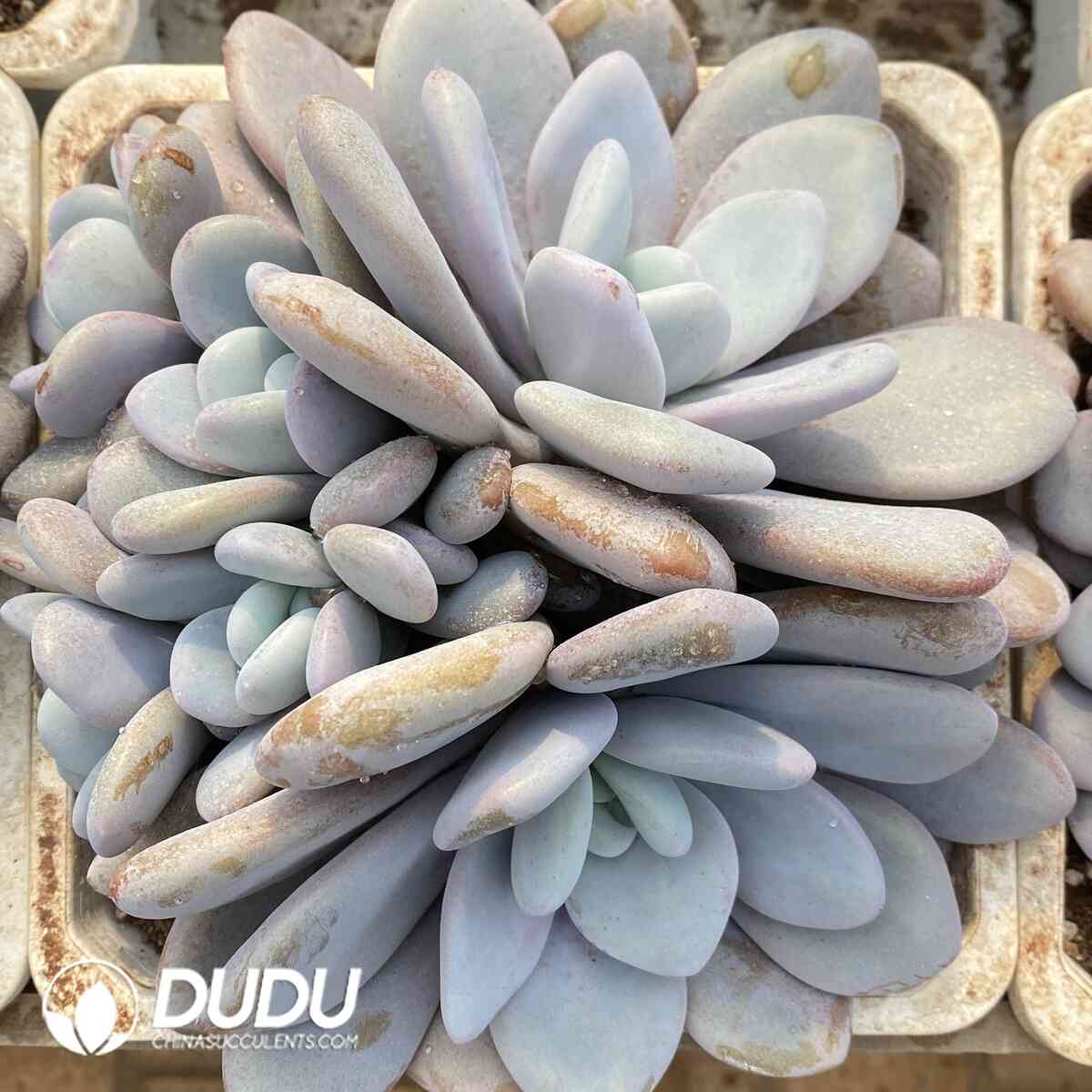 e201-913.jpg Echeveria Lala Milk Clustering - Image 1