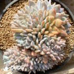 Echeveria Orange Monroe Cristata