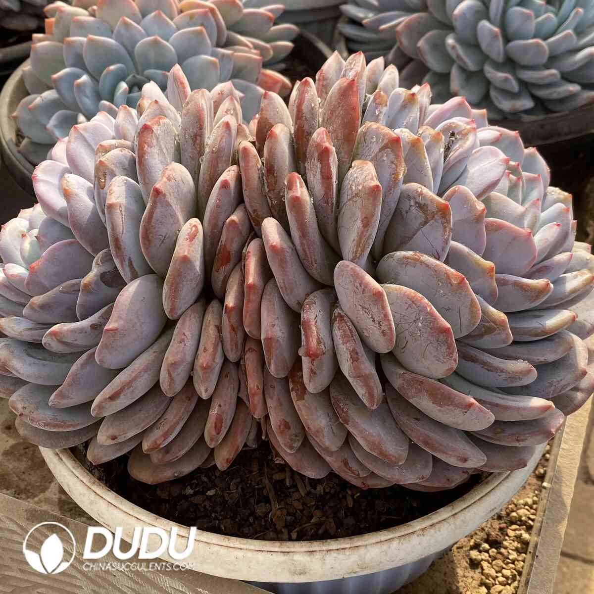 e201-915.jpg Echeveria Orange Monroe Double Heads - Image 1