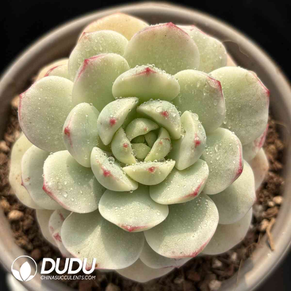 e201-917.jpg Echeveria Vanilla Variegated - Image 1