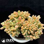 Pachyphytum Fresh Beautiful Woman Cristata