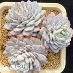 [RTS]Echeveria Star Orange Clustering