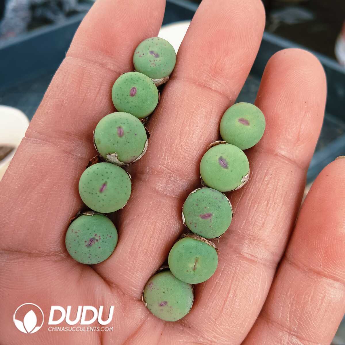 e201-92.jpg Conophytum-Pageae - Image 1