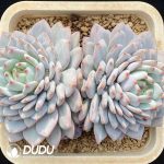 [RTS]Echeveria Star Orange Double Heads