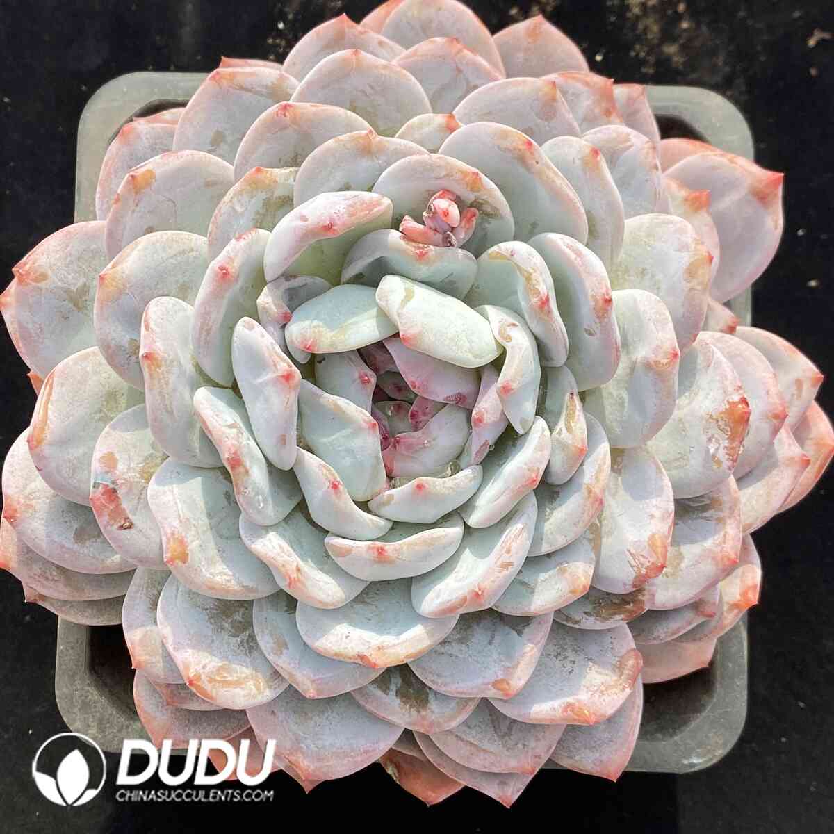 e201-921.jpg Echeveria Monroe - Image 1