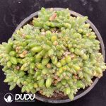 Pachyphytum Chiyoda Cristata