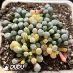 Fenestraria Aurantiaca Variegated Clustering