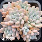 Pachyveria Perfume Clustering