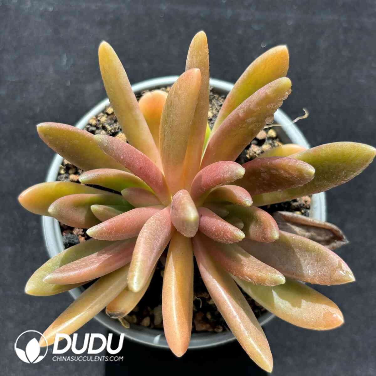 e201-925.jpg Pachyphytum Octopus Double Heads - Image 1