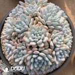 Pachyveria Perfume Clustering