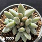 Pachyphytum Penguin Cluster