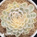 Echeveria Onslow Variegated