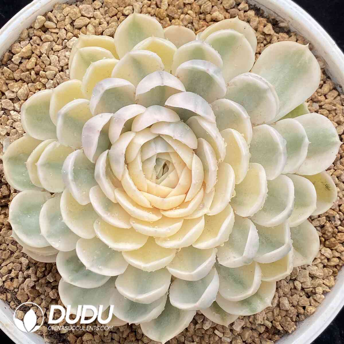 e201-928.jpg Echeveria Onslow Variegated - Image 1