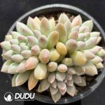 Pachyphytum Milk Candy Clustering