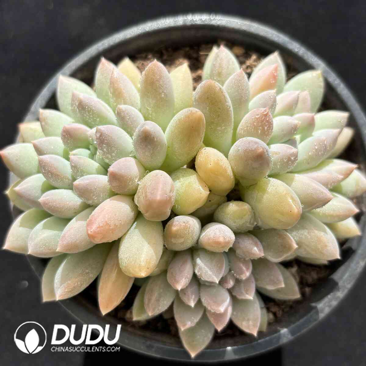 e201-929.jpg Pachyphytum Milk Candy Clustering - Image 1