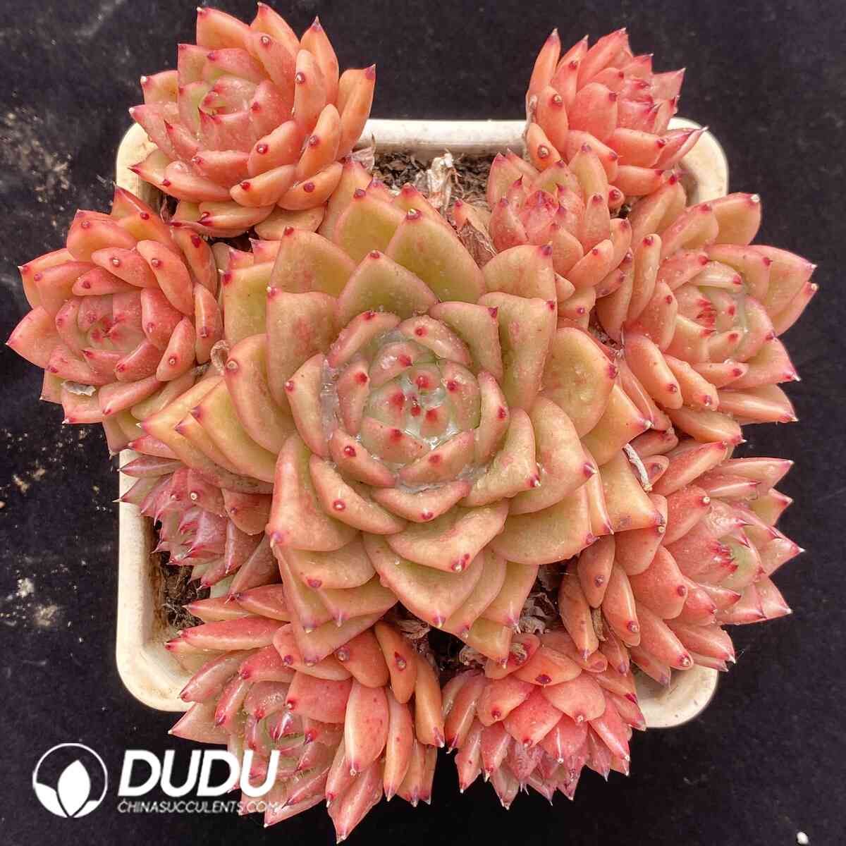 e201-930.jpg Echeveria Dongyun Protruding Maria Clustering - Image 1