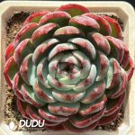 [RTS]Echeveria Jinghong Xianzi