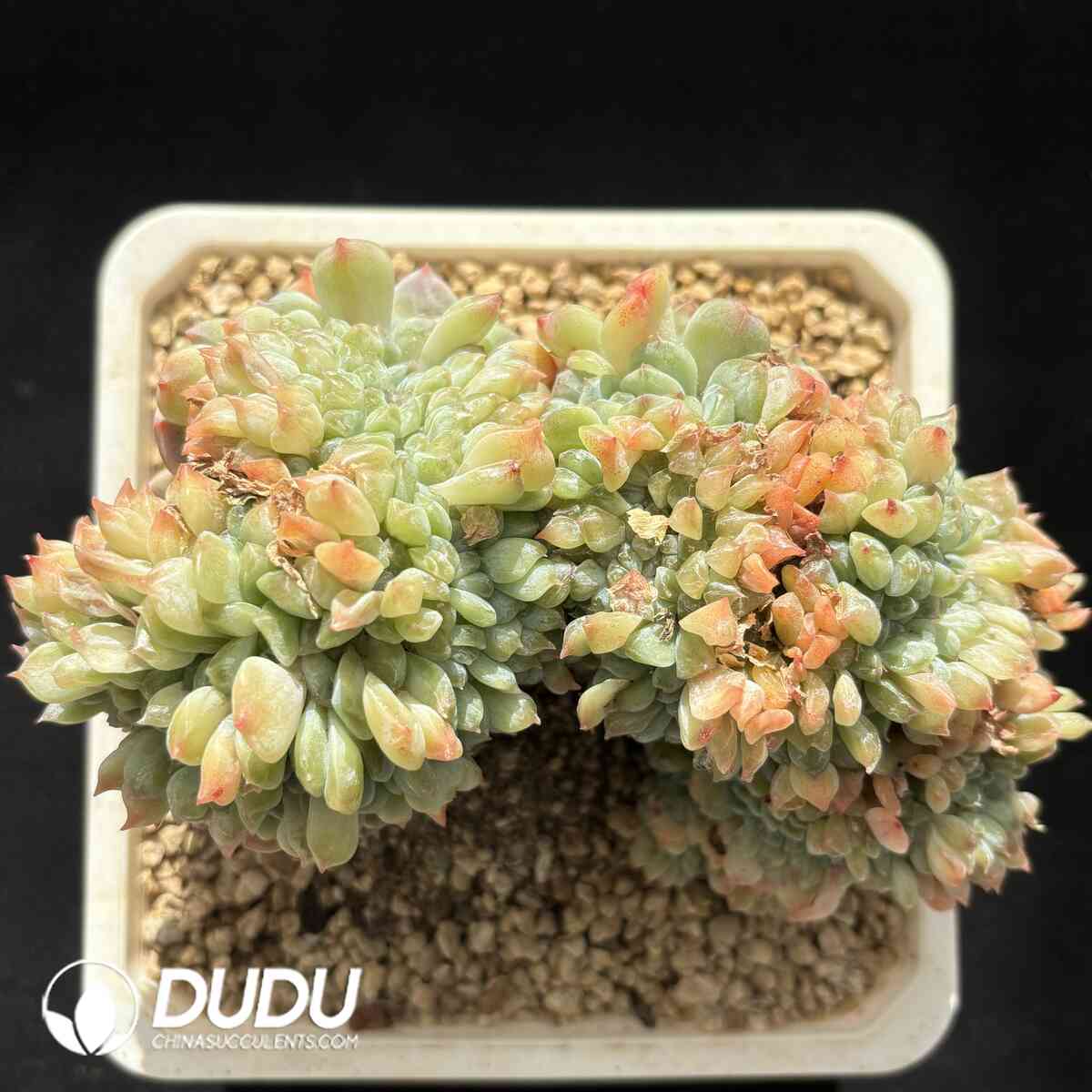 e201-932.jpg Echeveria Bingpo Cristata - Image 1