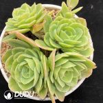 Echeveria Sinata Clustering