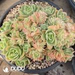 [RTS]Echeveria Sinata Cristata