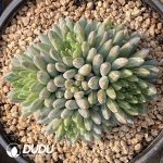 Pachyphytum Yuhuashi Clustering