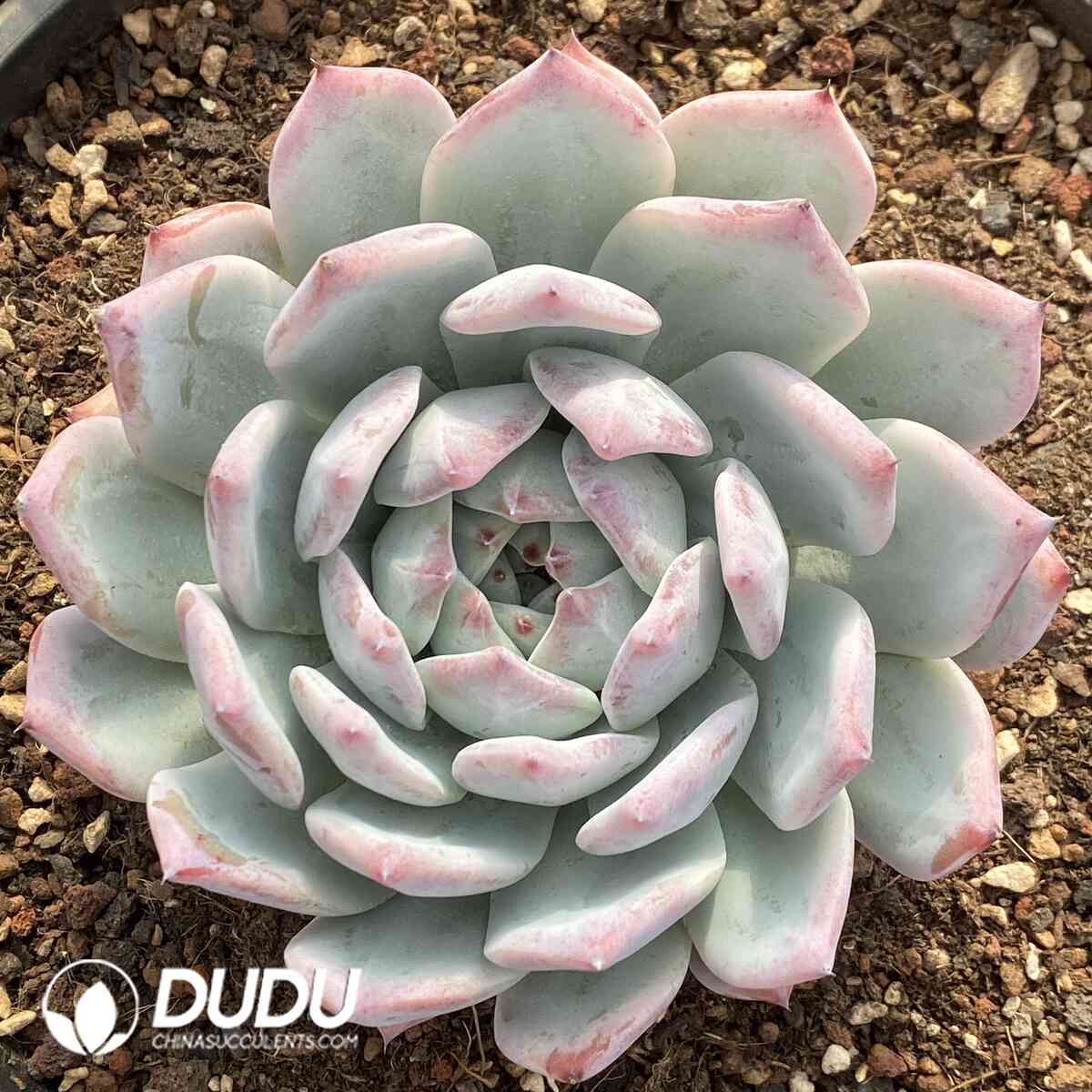 e201-936.jpg Echeveria Colorata - Image 1