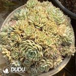 Echeveria Ben Badis Clustering