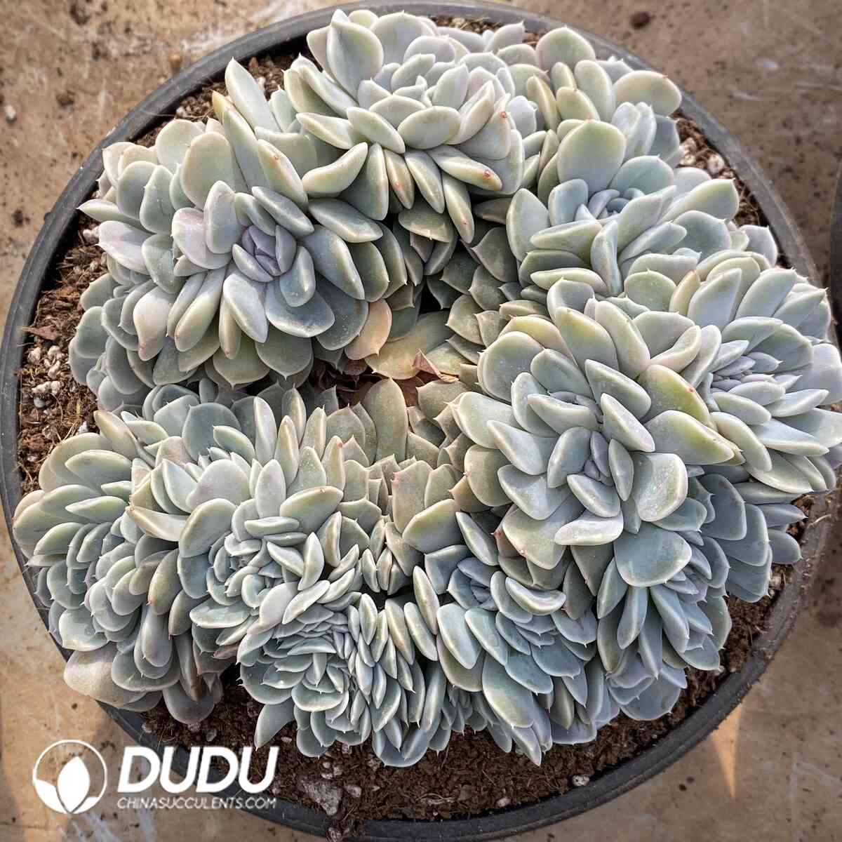 e201-938.jpg Echeveria Hamburg Cristata - Image 1