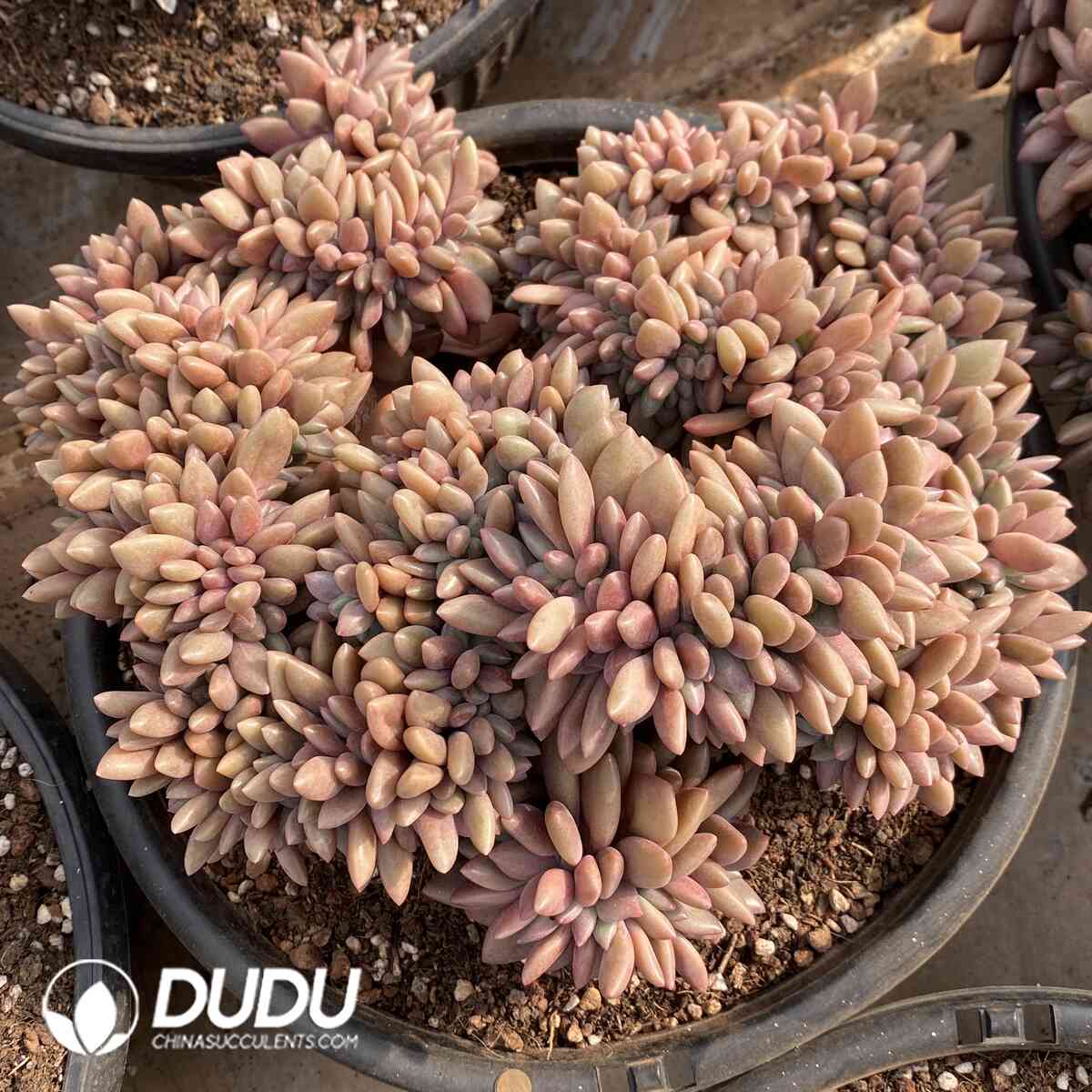 e201-939.jpg Echeveria Taohuayuan Cristata - Image 1