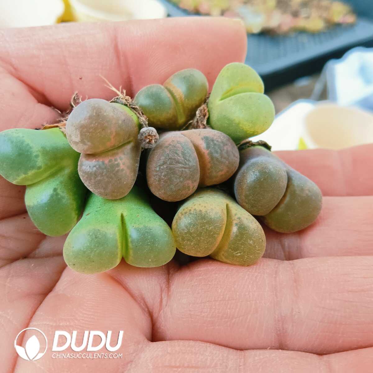 e201-94.jpg Conophytum-Friedrichiae (Dinter) Schwantes - Image 1