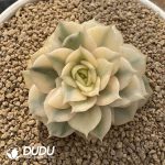 Echeveria Baikal Variegated