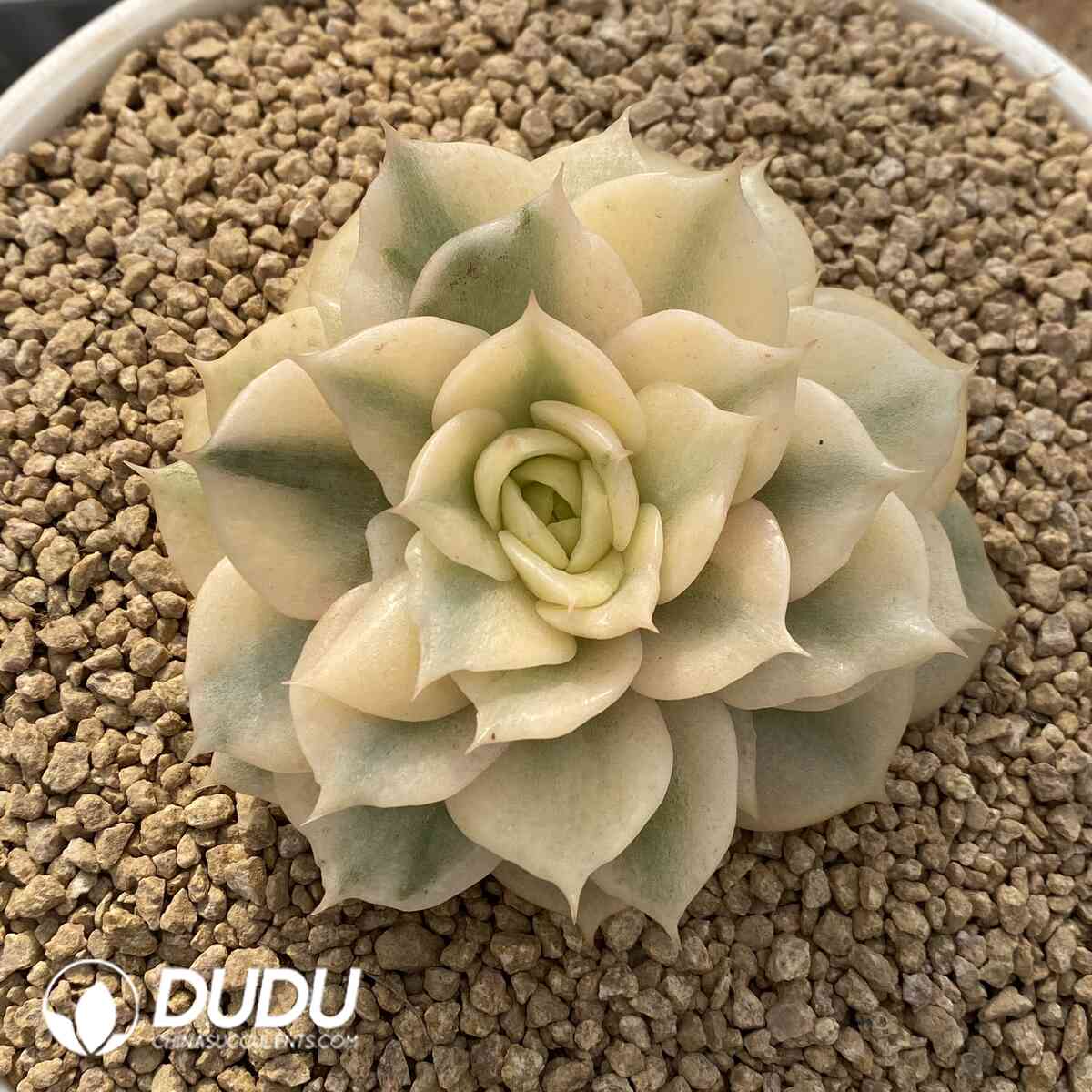 e201-940.jpg Echeveria Baikal Variegated - Image 1