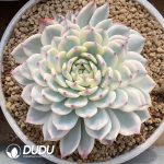 Echeveria Chihuahuaensis Variegated