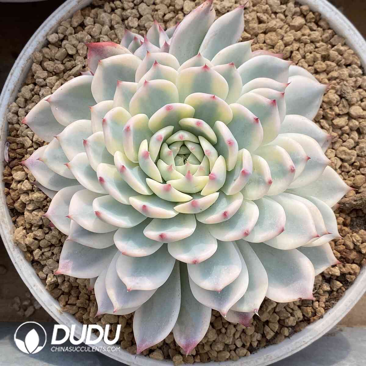 e201-941.jpg Echeveria Chihuahuaensis Variegated - Image 1