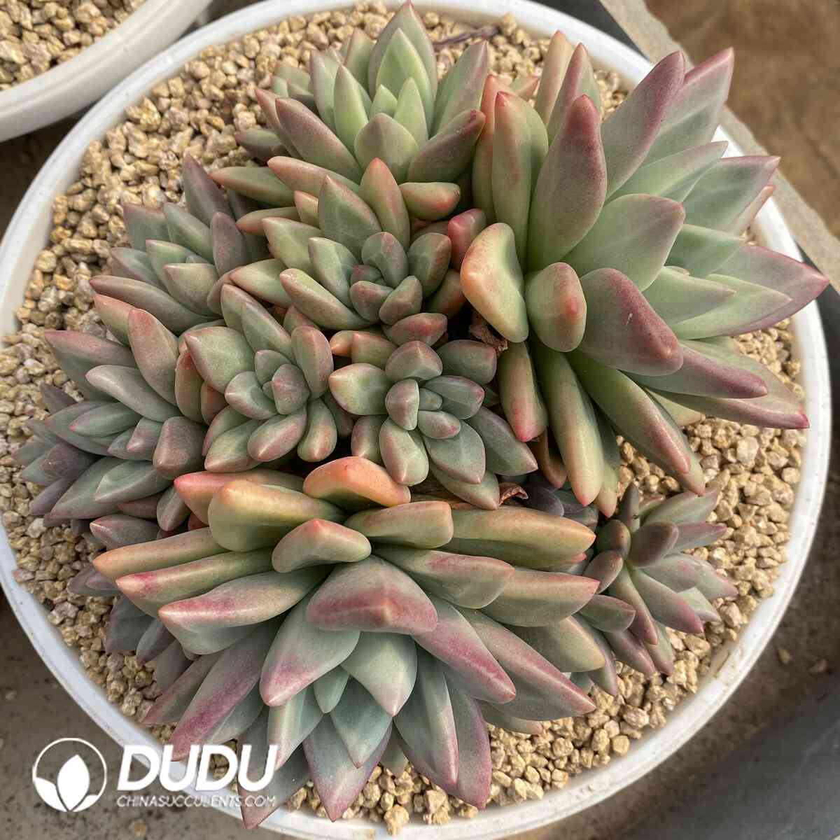 e201-942.jpg Pachyphytum Hepburn Rose Cluster - Image 1