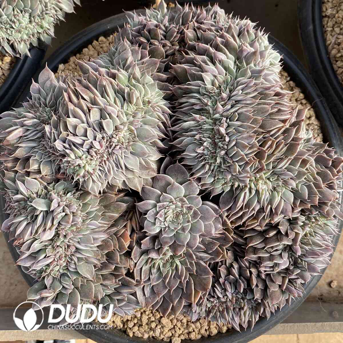 e201-943.jpg Echeveria Meteor Shower Cristata - Image 1