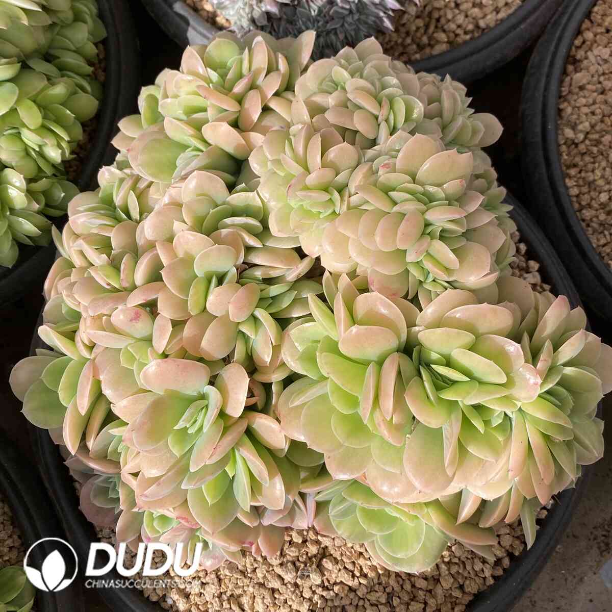 e201-944.jpg Echeveria Lucila Variegated Cristata - Image 1