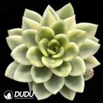 Echeveria Chiku no Matsu Variegatad