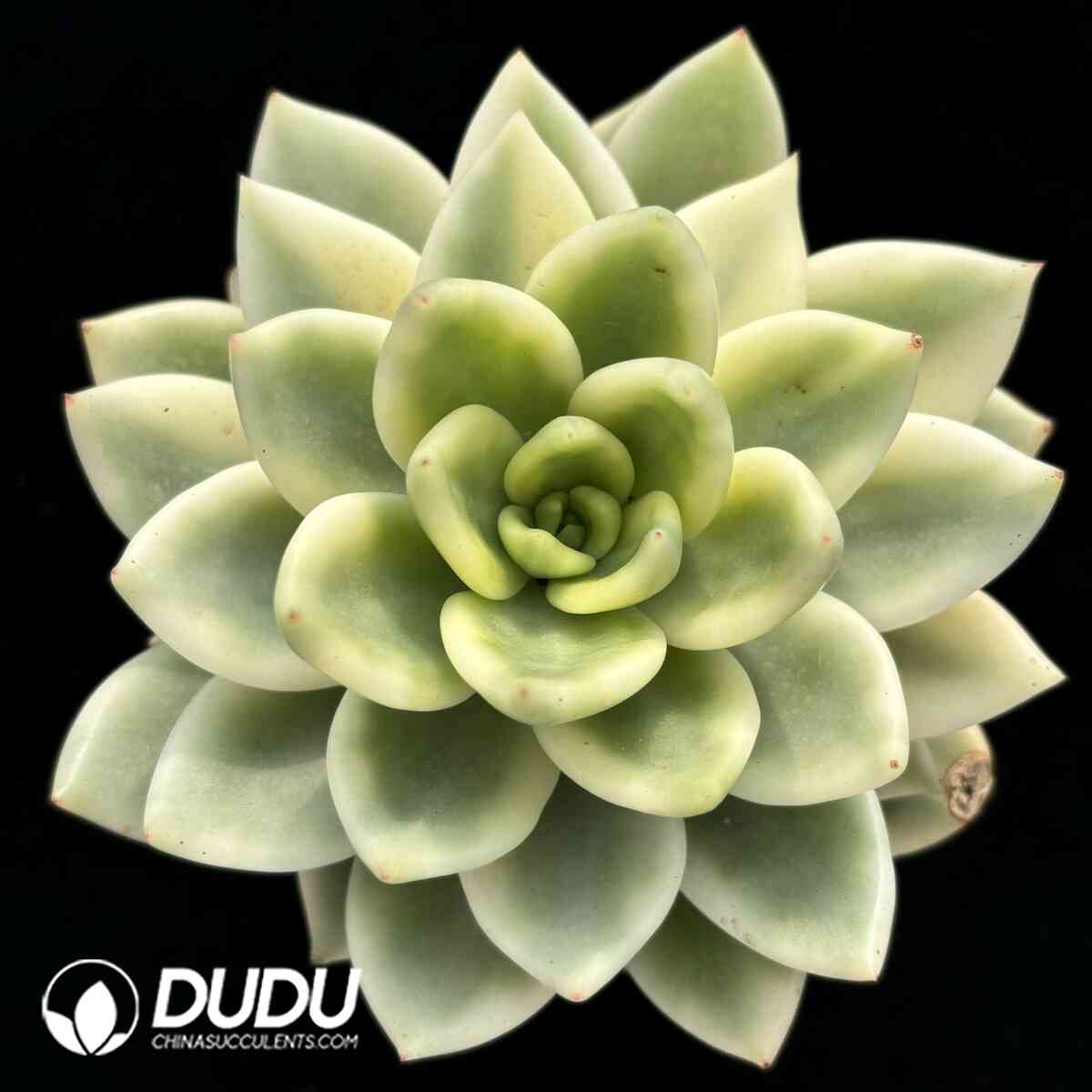 e201-945.jpg Echeveria Chiku no Matsu Variegatad - Image 1