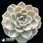 Echeveria Tynie Burger variegated