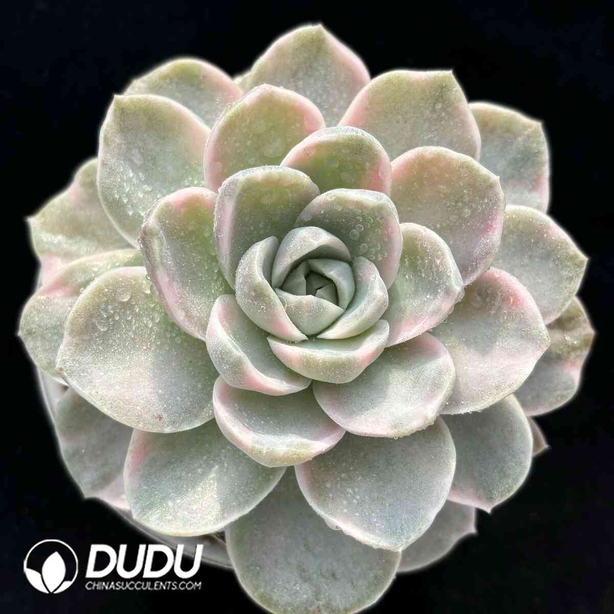 e201-946.jpg Echeveria Tynie Burger variegated - Image 1