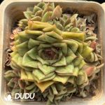 [RTS]Echeveria Rose Clustering