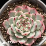 [RTS]Echeveria chihuahuaensis variegated