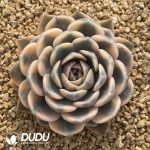 Echeveria Tynie Burger variegated