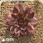 Echeveria Lotus Lantern Variegated