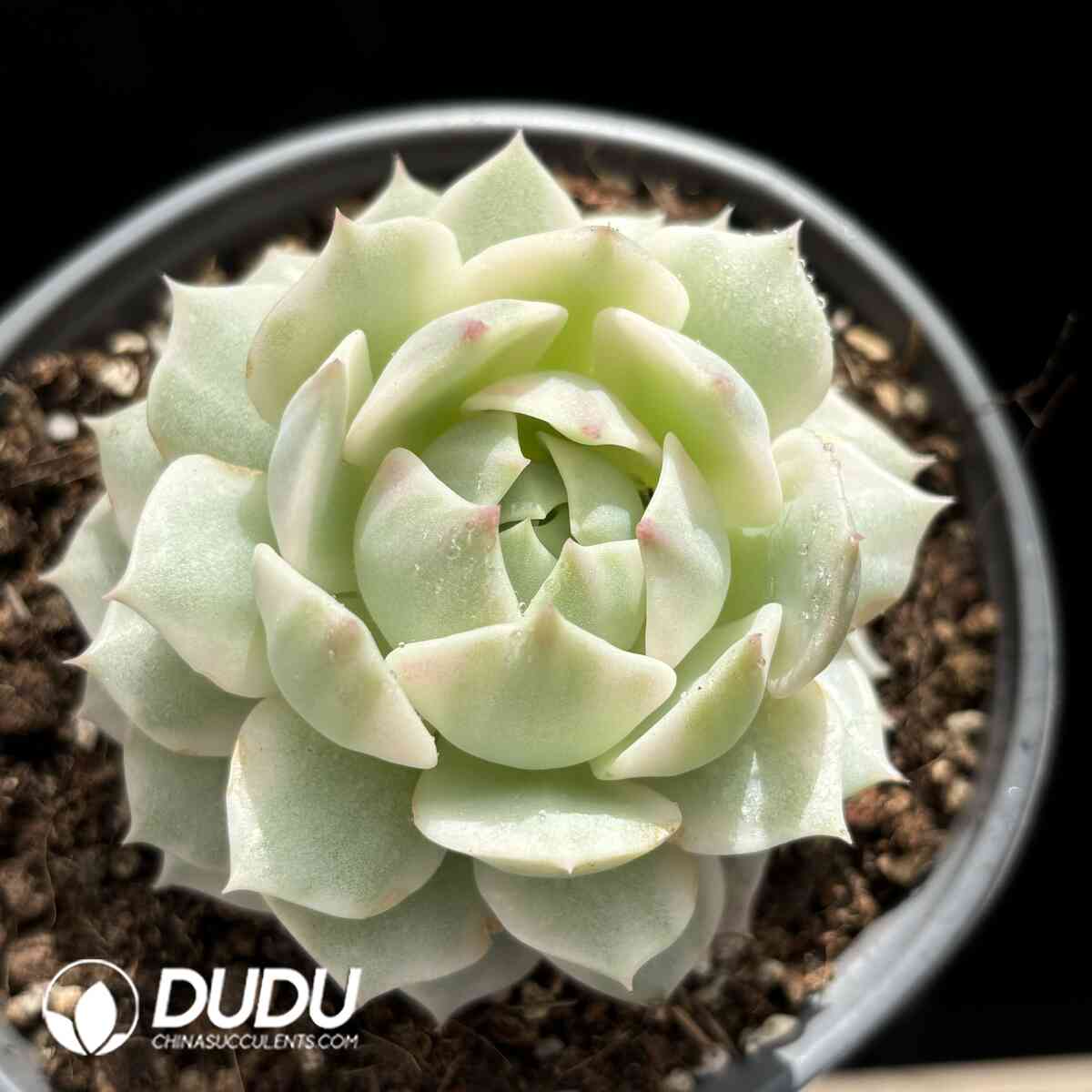 e201-954.jpg Echeveria Lola Variegated - Image 1