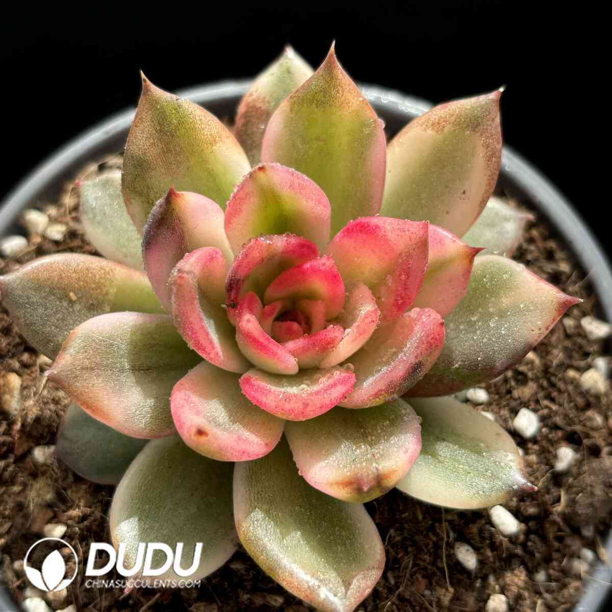 e201-955.jpg Echeveria Flaming Mountain Variegated - Image 1