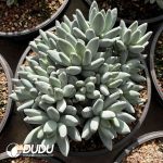 Pachyphytum Oviferum Clustering